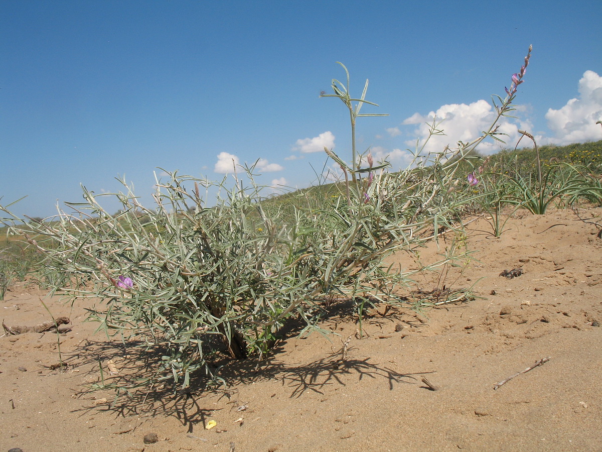 Изображение особи Astragalus brachypus.