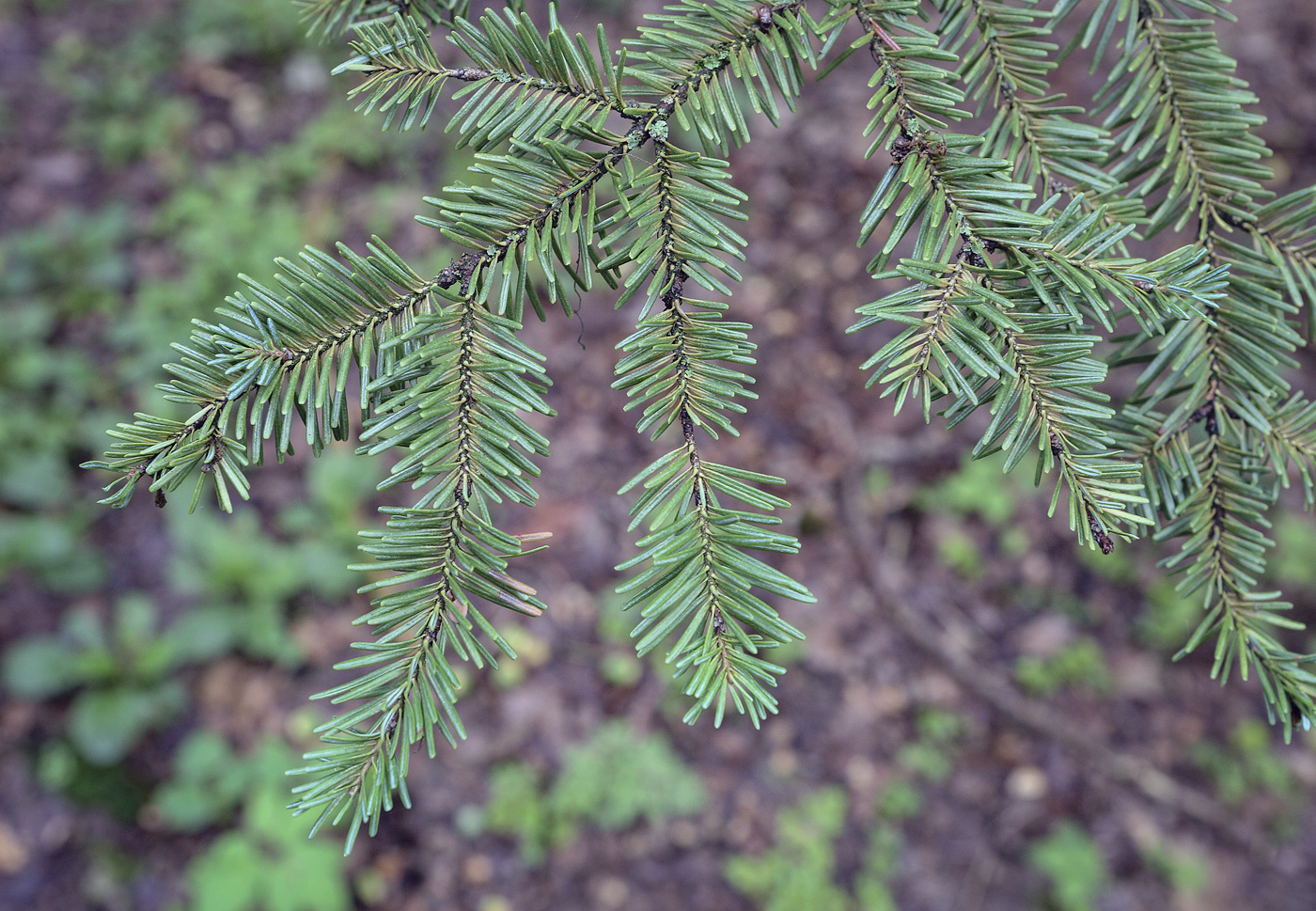 Image of Abies veitchii specimen.