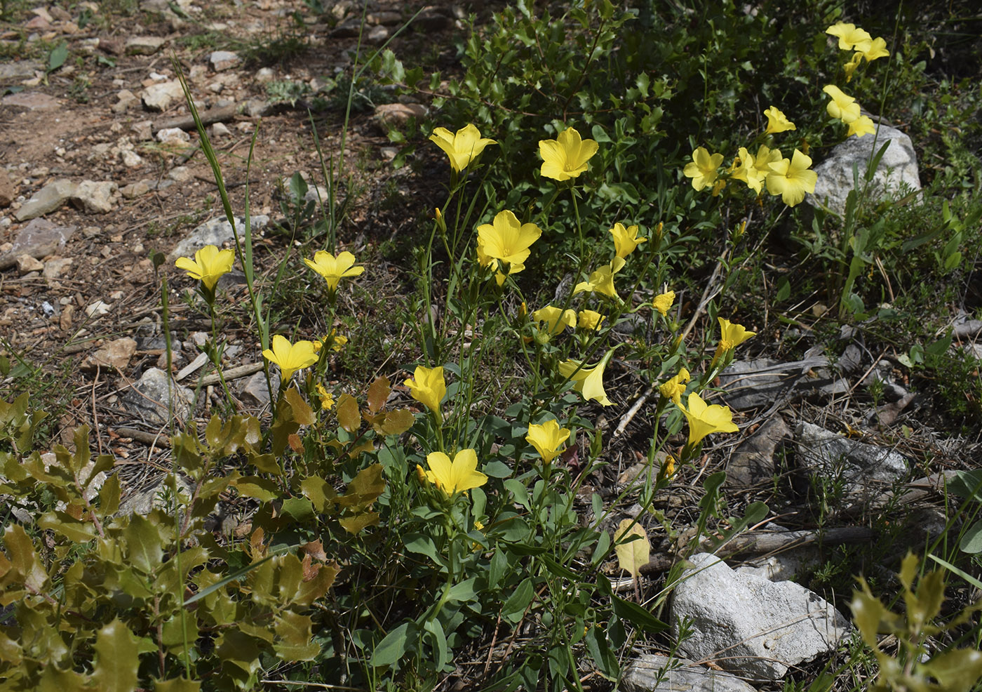 Image of Linum campanulatum specimen.