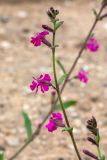 Silene palaestina. Верхушка соцветия с цветками и бутонами. Израиль, г. Бат-Ям, в пром. зоне. 13.03.2019.