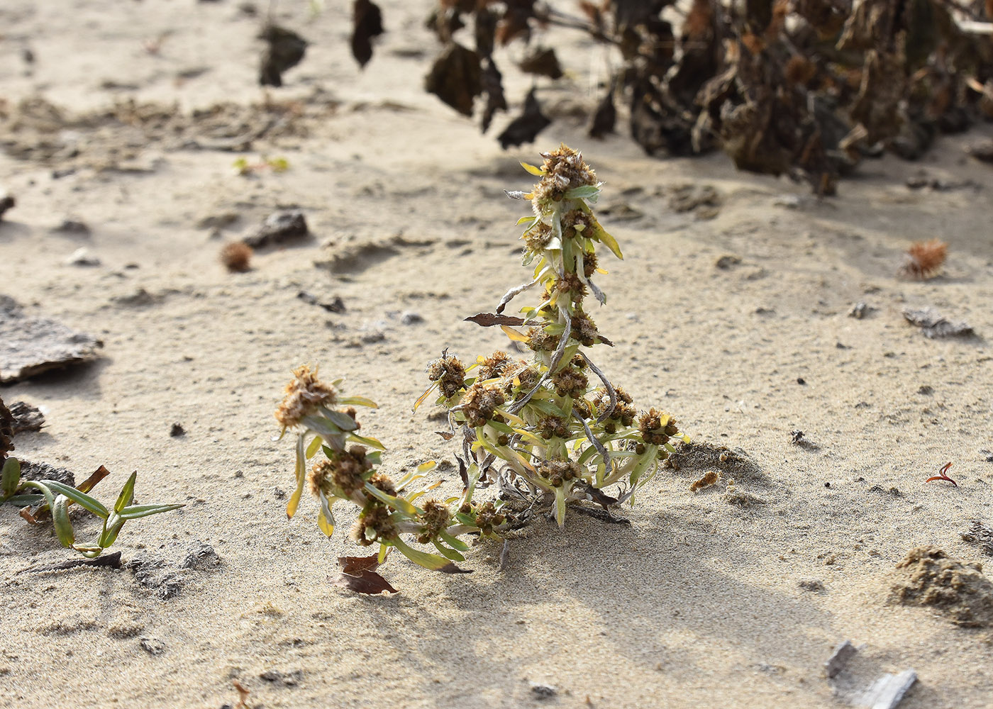 Image of Gnaphalium rossicum specimen.