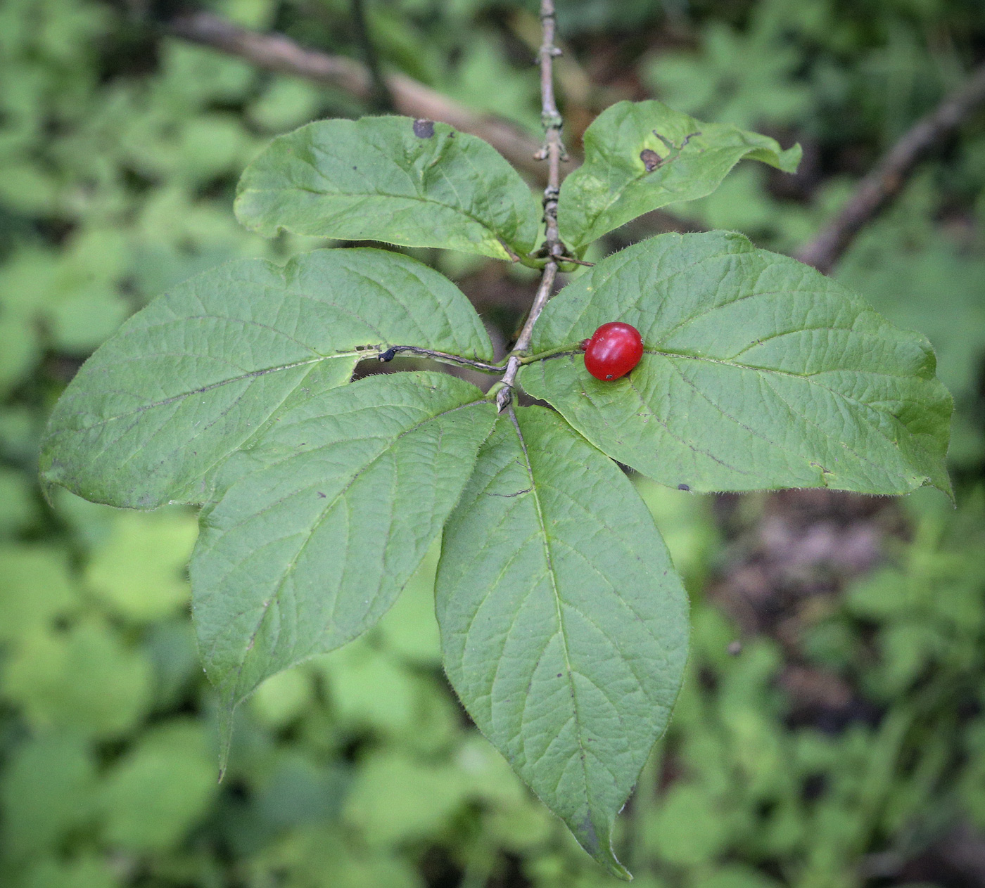 Image of Lonicera glehnii specimen.