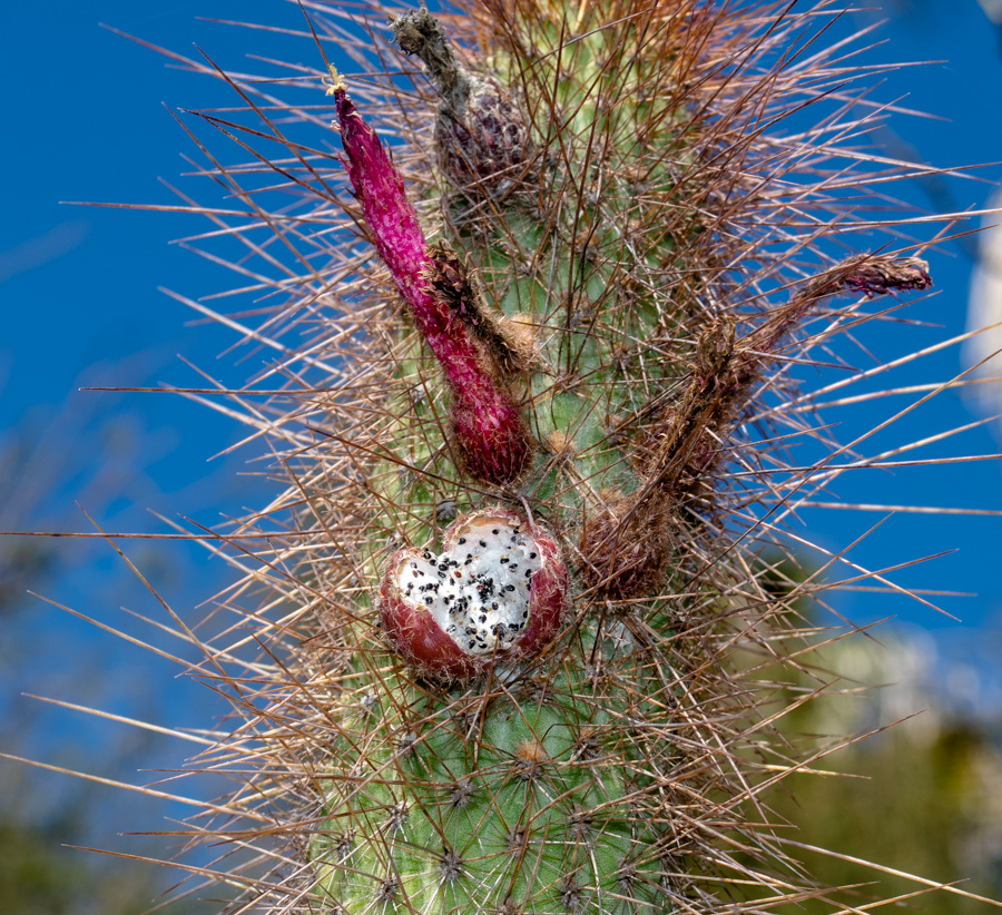 Изображение особи Cleistocactus baumannii.