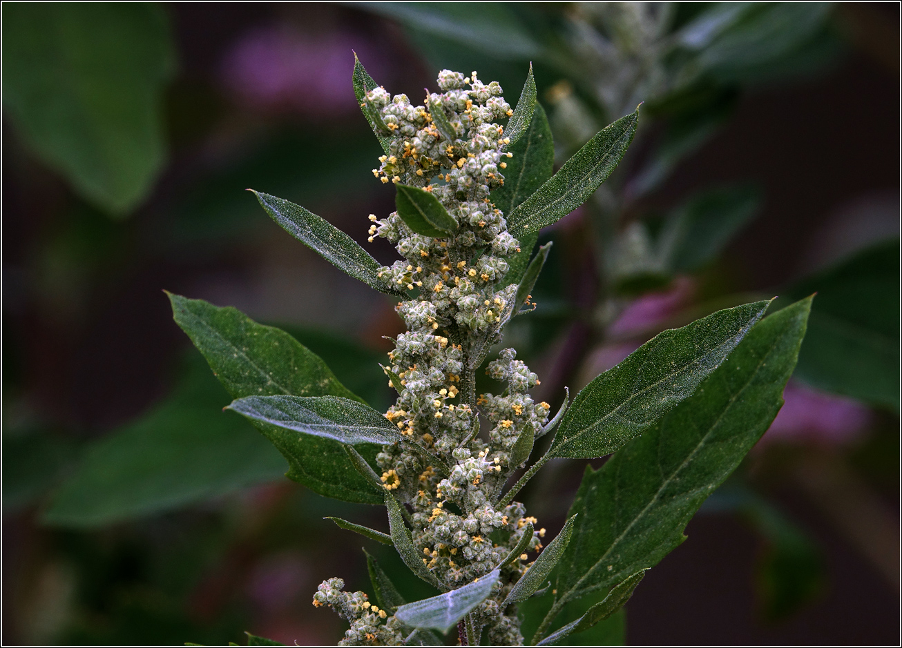 Image of genus Chenopodium specimen.