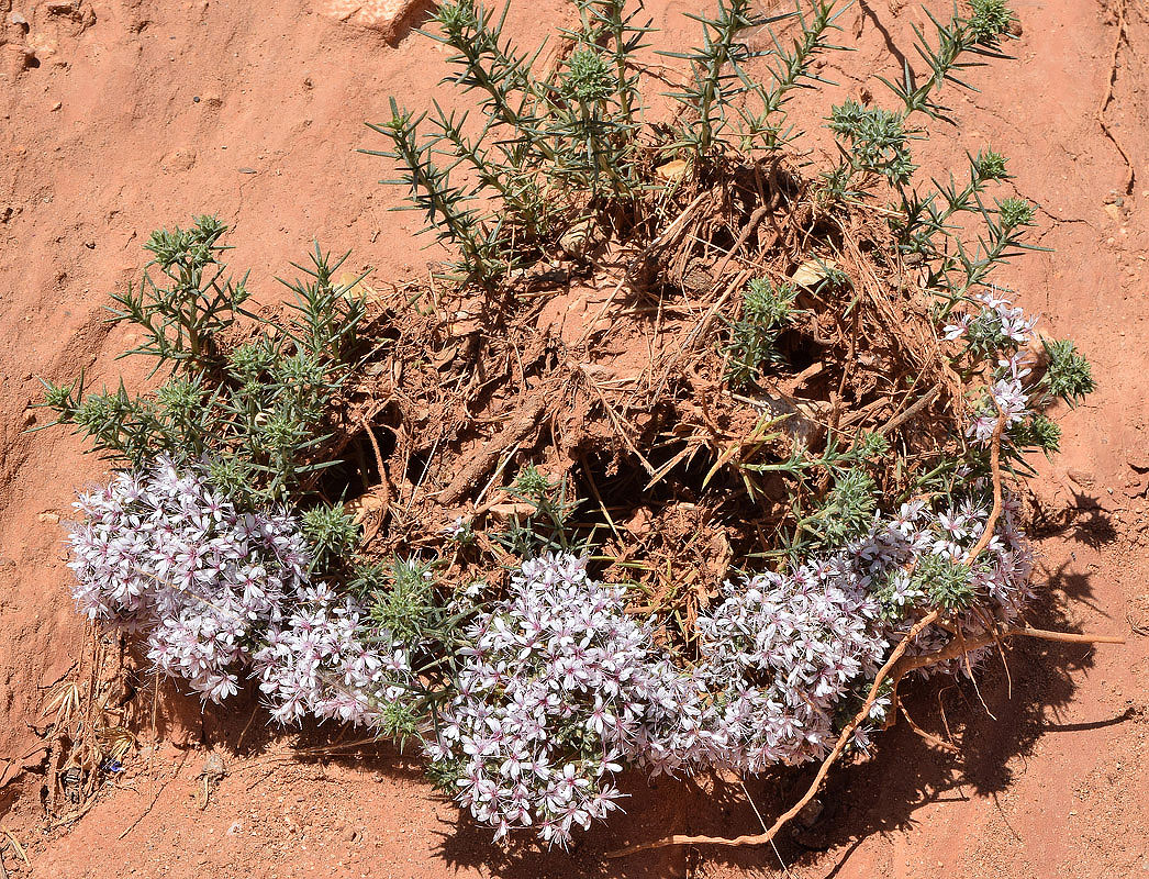 Image of Acanthophyllum pungens specimen.