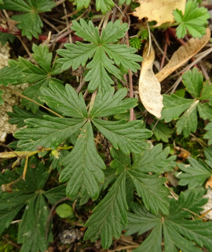 Image of genus Potentilla specimen.