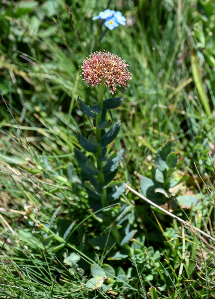 Image of Rhodiola heterodonta specimen.