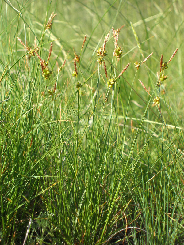 Изображение особи Carex supina.