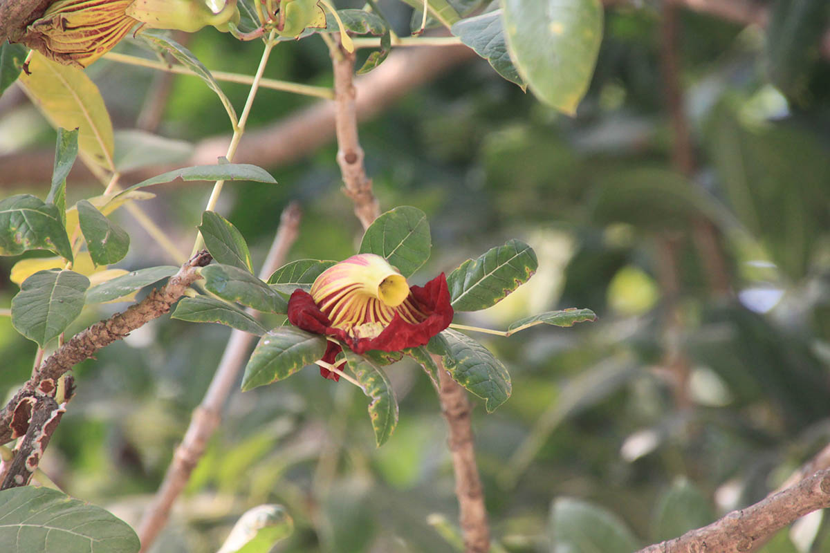 Image of Kigelia pinnata specimen.