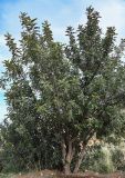 Ceratonia siliqua. Взрослое дерево. Марокко, обл. Марракеш - Сафи, хр. Высокий Атлас, перевал Тизи-н'Тишка, ≈ 2000 м н.у.м., сухой склон. 01.01.2023.