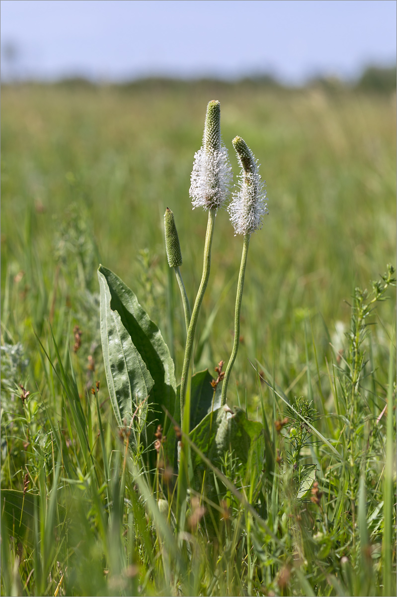 Image of Plantago maxima specimen.