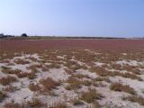 Salicornia perennans