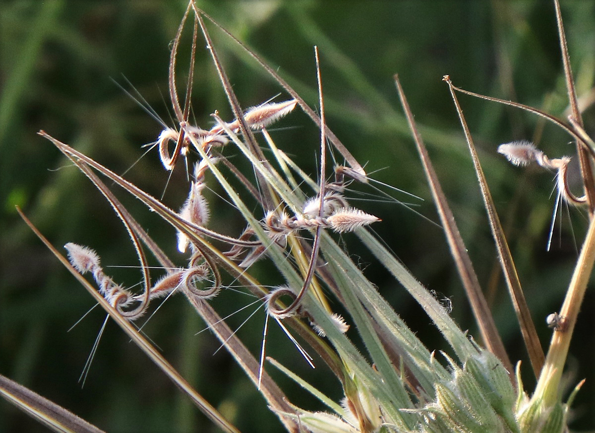 Изображение особи Erodium ciconium.