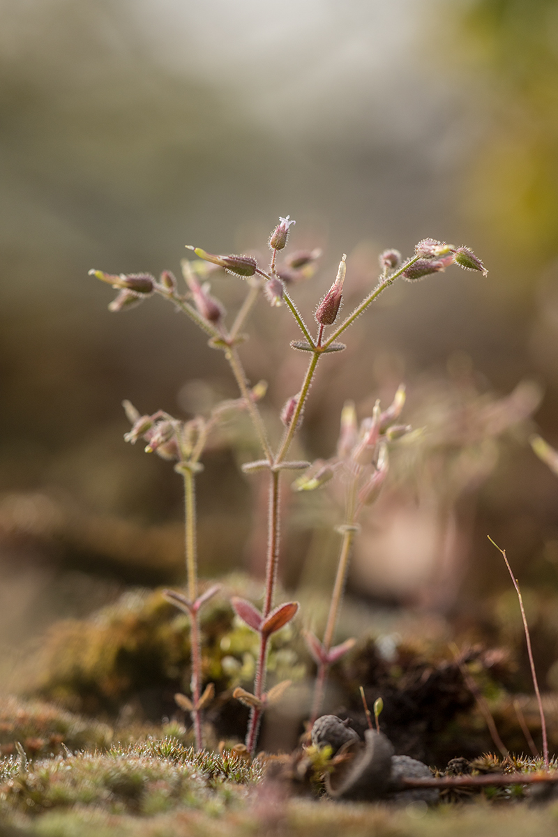 Image of Cerastium schmalhausenii specimen.