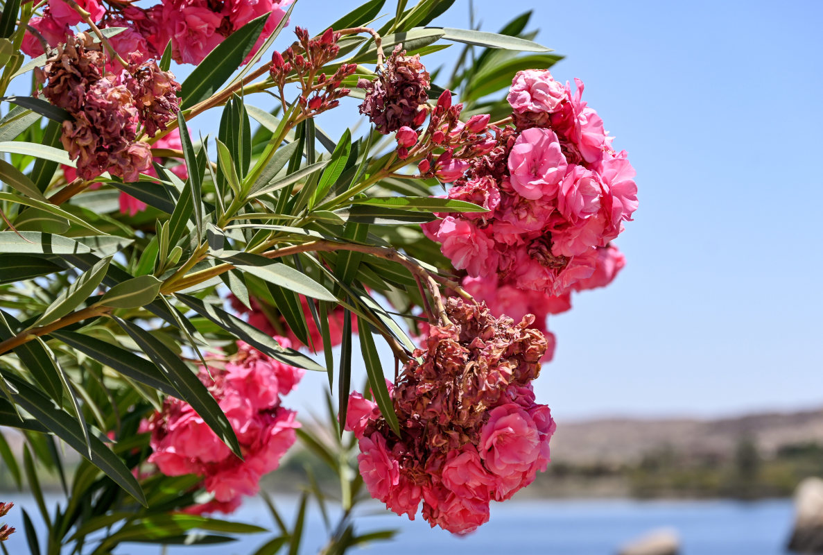 Image of Nerium oleander specimen.