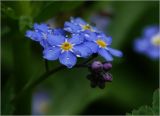 Myosotis sylvatica