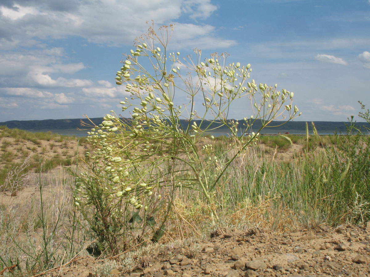 Image of Prangos ledebourii specimen.