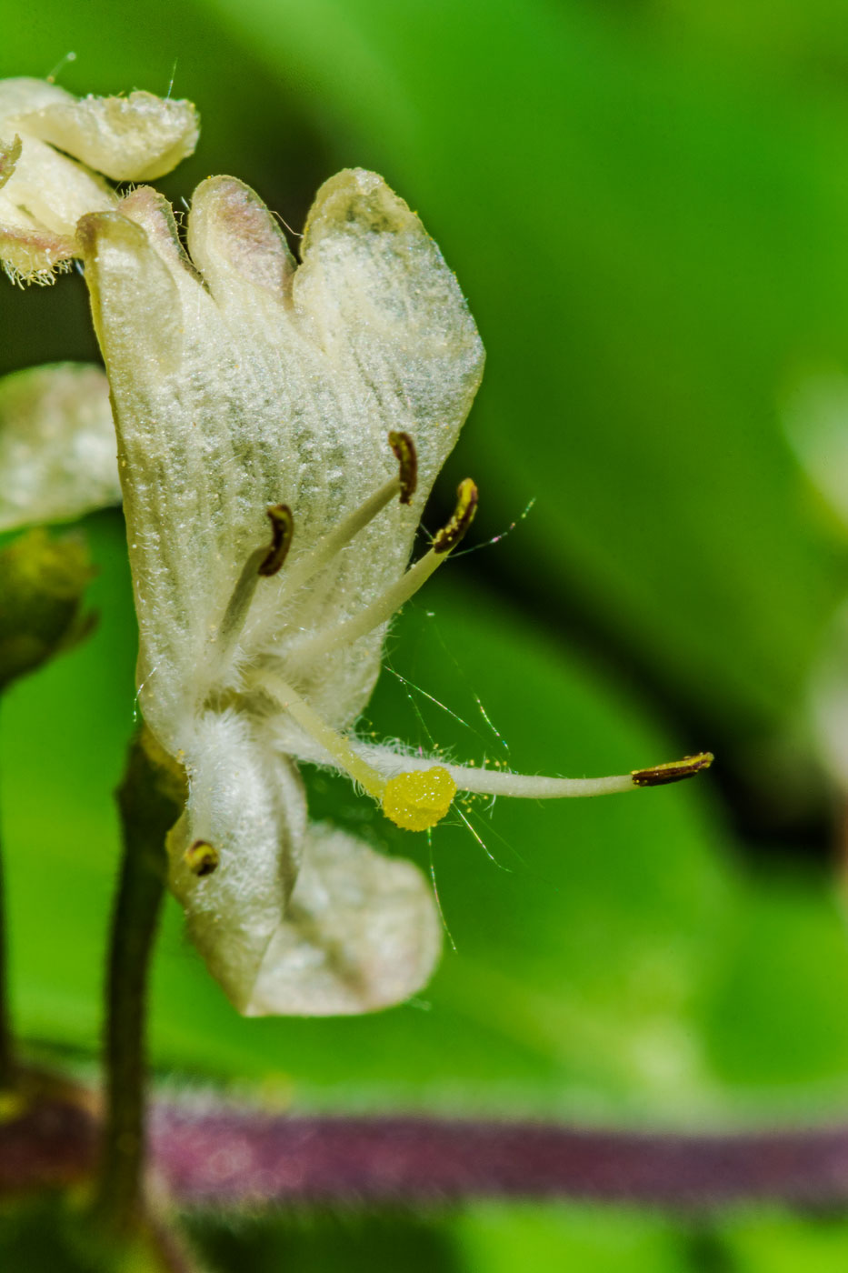 Image of Lonicera xylosteum specimen.