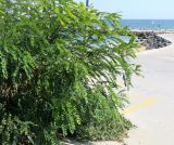 Amorpha fruticosa. Вегетирующие растения, под сенью которых растёт Ecballium elaterium. Болгария, Бургасская обл., г. Поморие, Восточный пляж, в культуре. 17.09.2021.