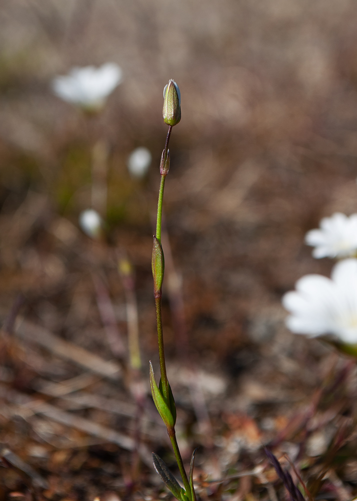 Image of Cerastium glabratum specimen.