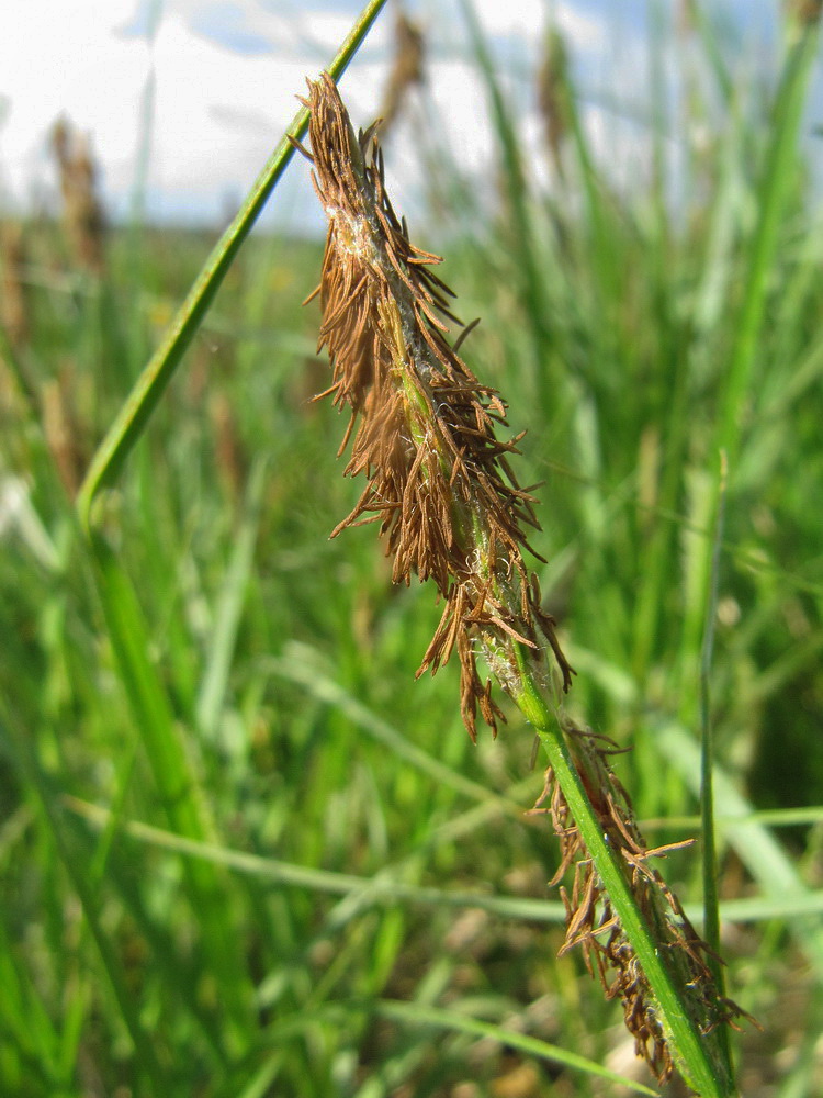 Image of Carex hirta specimen.