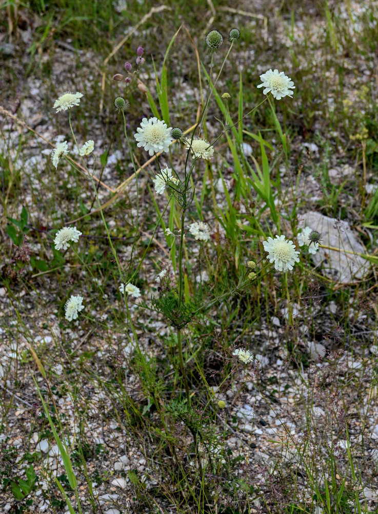 Изображение особи Scabiosa bipinnata.