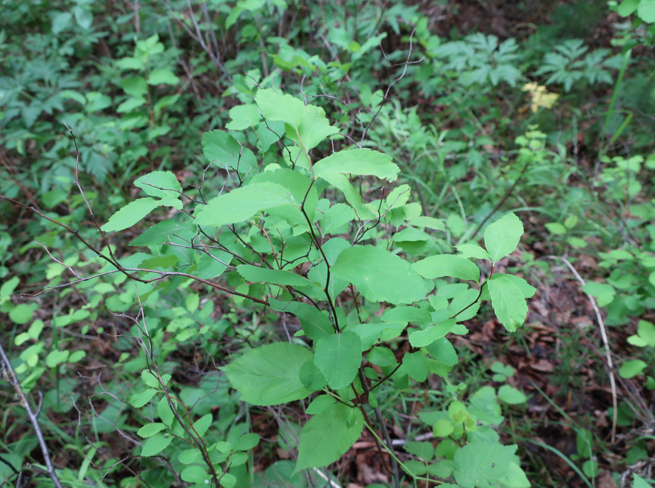 Image of Spiraea beauverdiana specimen.