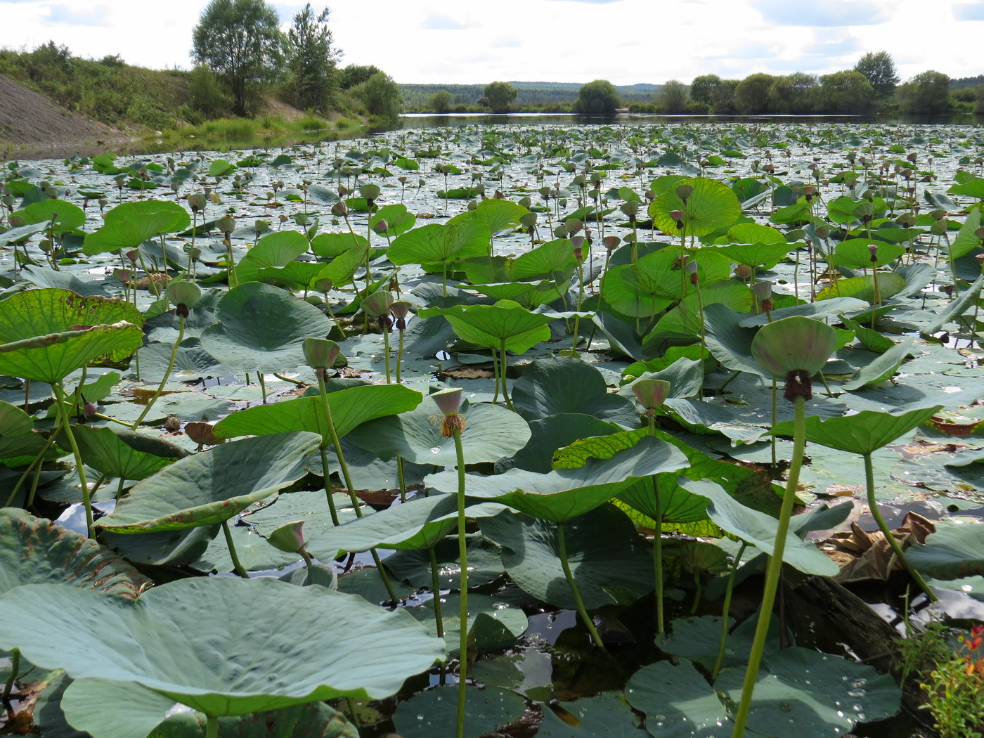 Image of Nelumbo komarovii specimen.