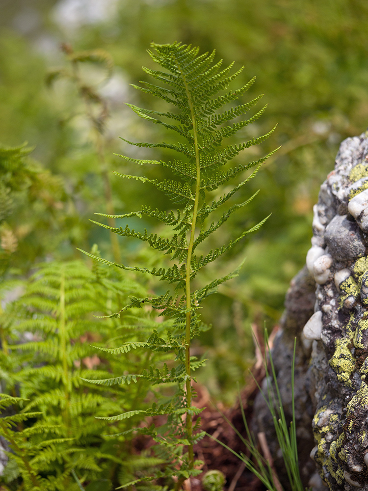 Image of Athyrium distentifolium specimen.