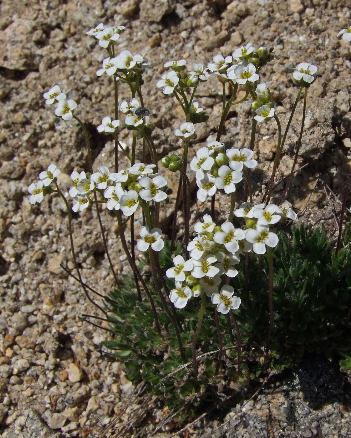 Изображение особи Draba magadanensis.