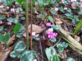 Cyclamen coum. Цветущие растения. Краснодарский край, городской округ Сочи, Центральный р-н, Мамайский лесопарк, смешанный лес. 03.02.2022.