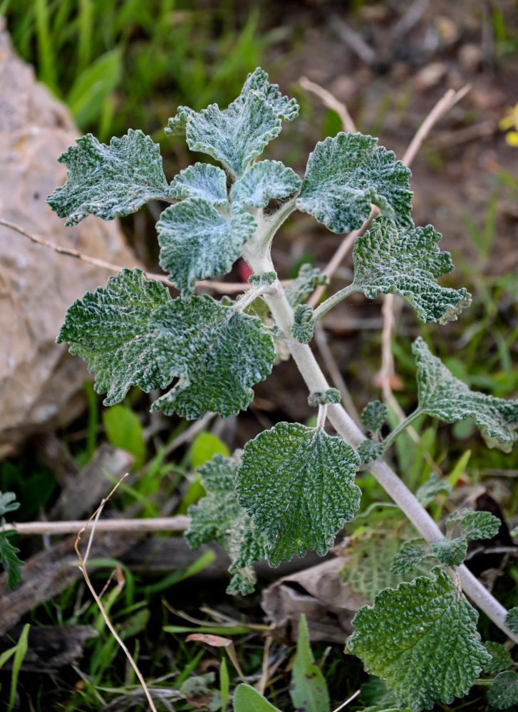 Image of Marrubium vulgare specimen.