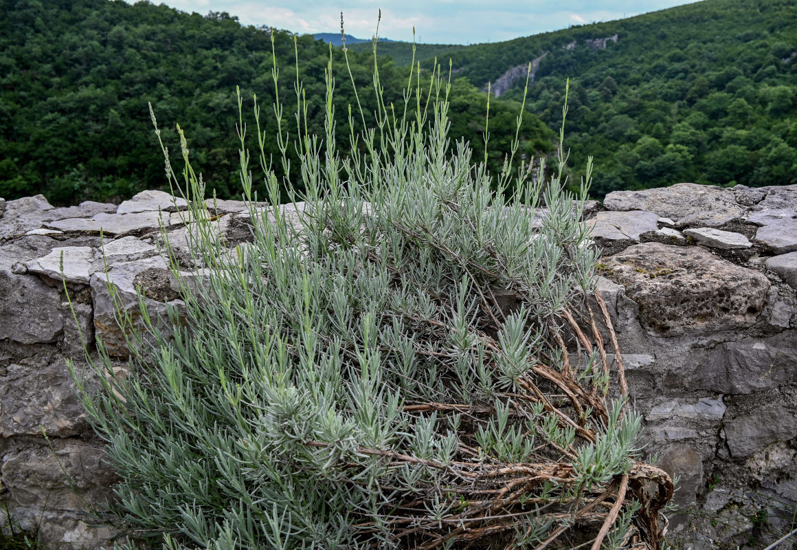 Image of Lavandula angustifolia specimen.