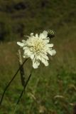 Cephalaria gigantea