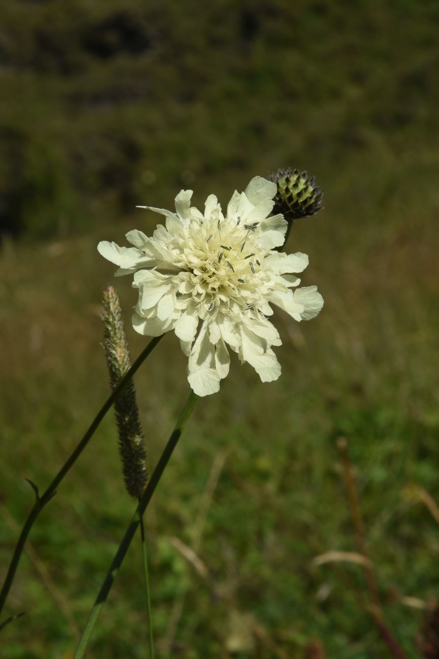 Изображение особи Cephalaria gigantea.