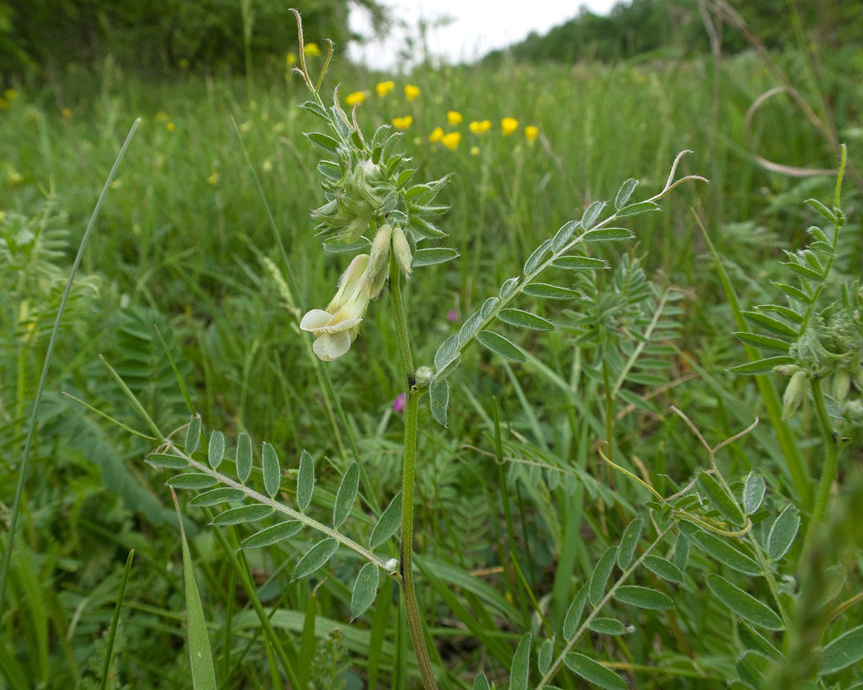 Image of Vicia pannonica specimen.