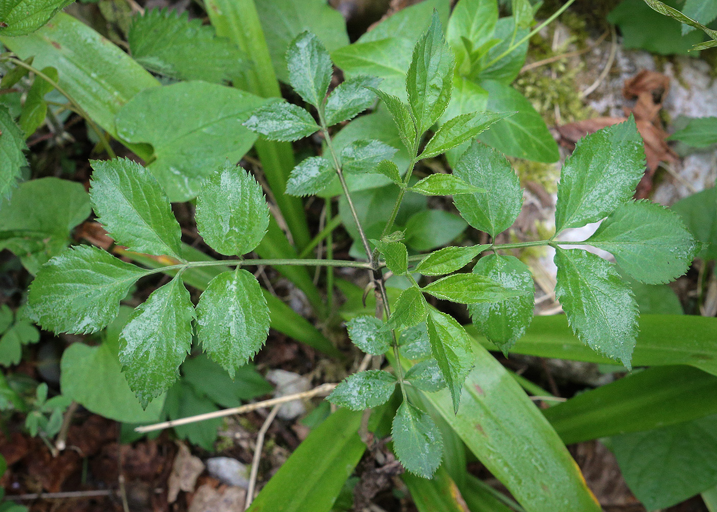 Image of Sambucus nigra specimen.