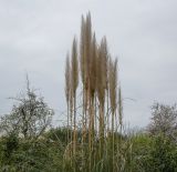 Смотреть изображение Cortaderia selloana