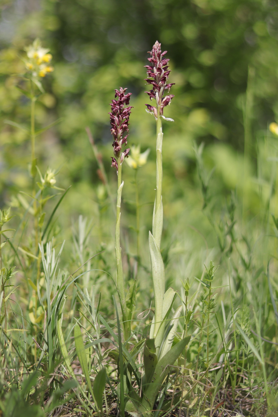 Image of Anacamptis coriophora specimen.