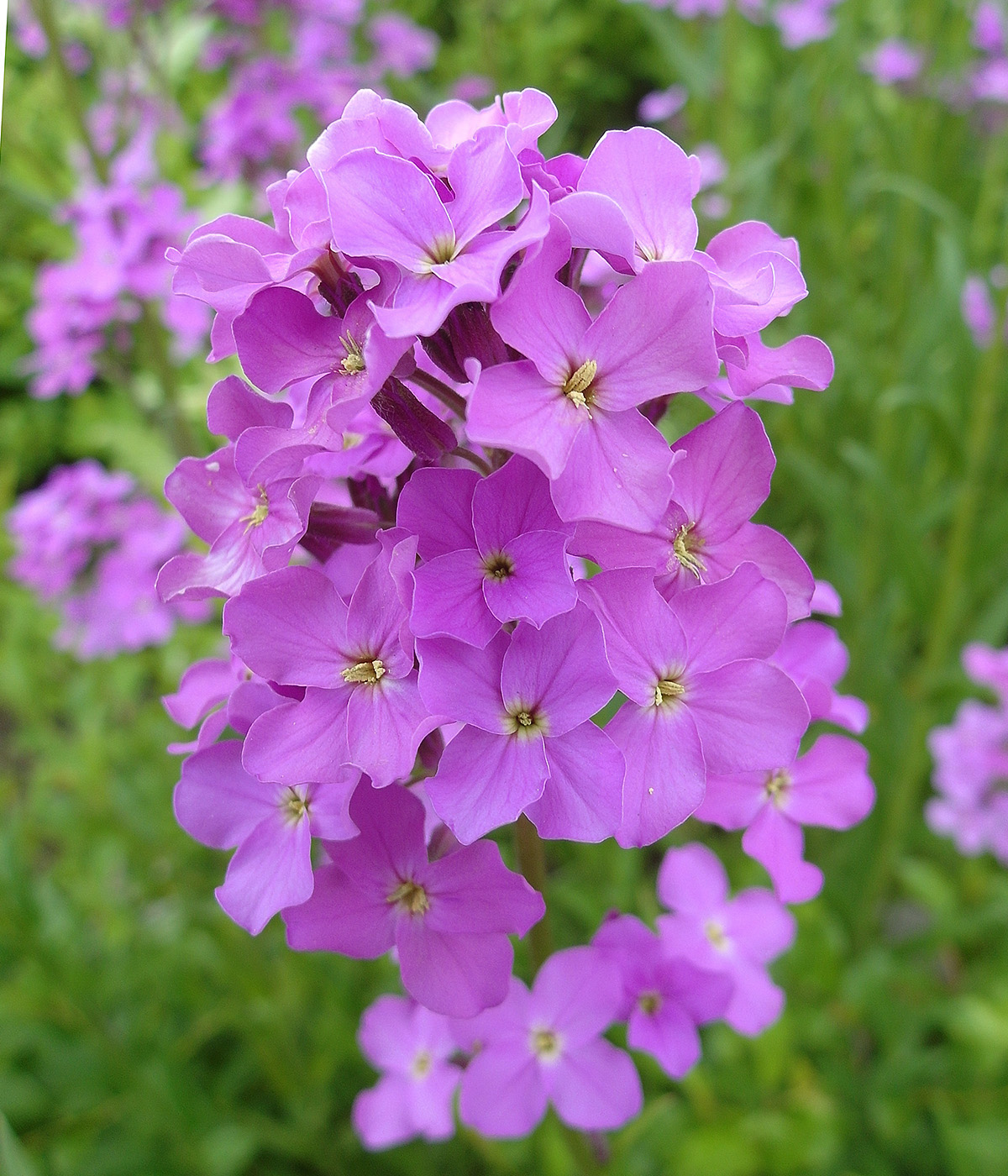 Image of Hesperis matronalis specimen.