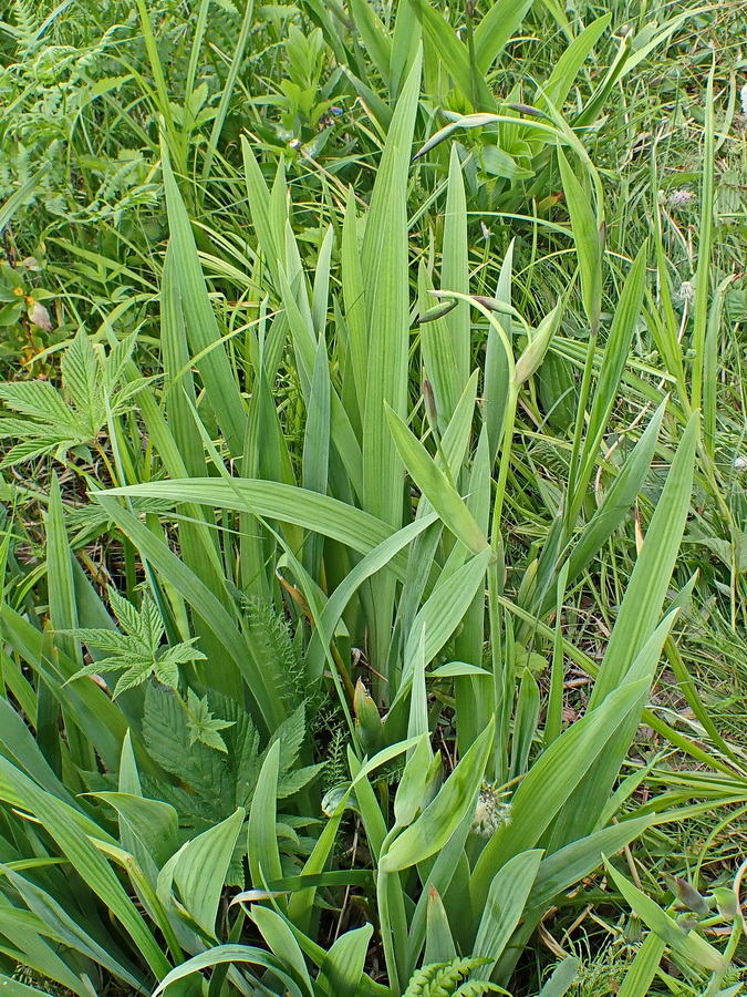 Image of Iris setosa specimen.