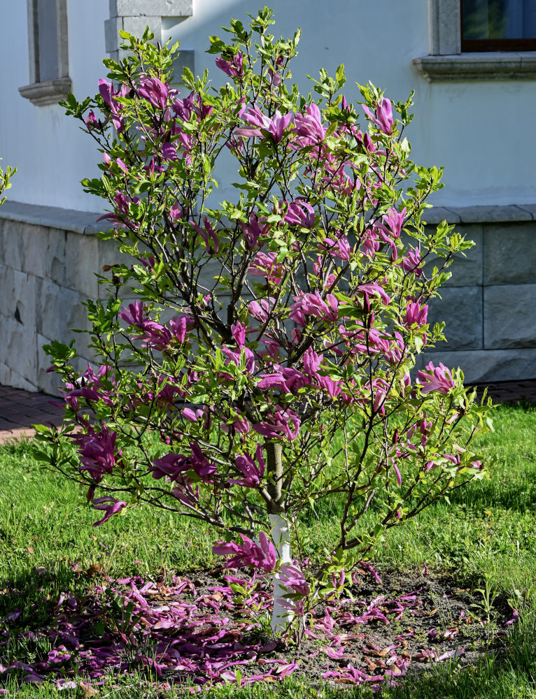 Image of Magnolia &times; susannae specimen.