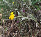 Inula oculus-christi. Цветущее растение в сообществе с бутонизирующим Allium. Краснодарский край, м/о Анапа, окр. пос. Куматырь, прав. борт дол. р. Куматырь между средним и нижним прудами, под кустарником у дороги. 18.06.2021.