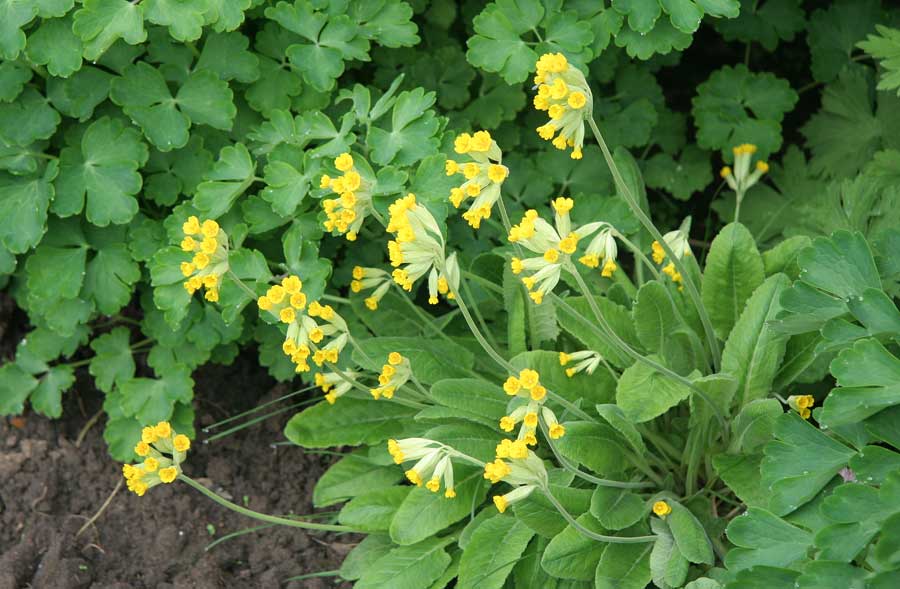 Image of Primula veris specimen.