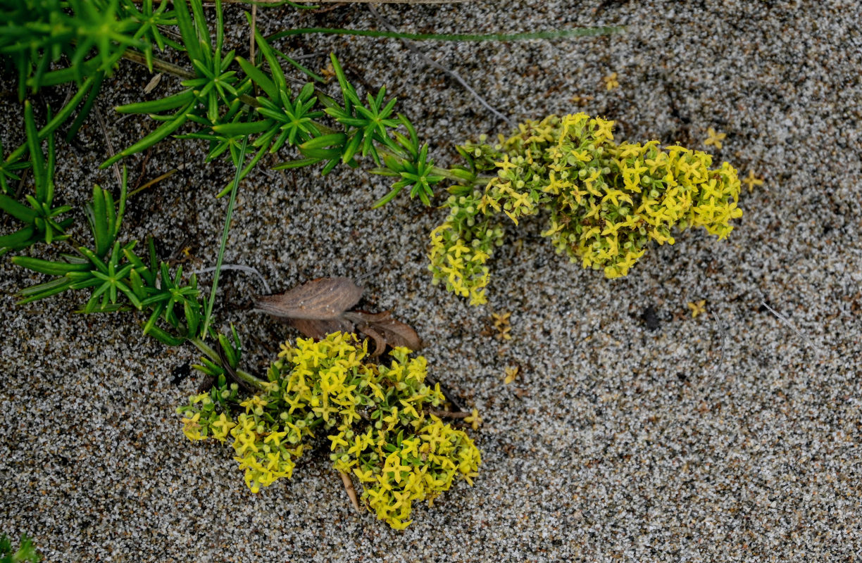 Изображение особи Galium verum.