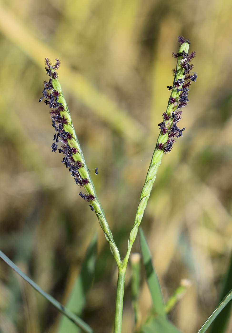 Изображение особи Paspalum paspalodes.