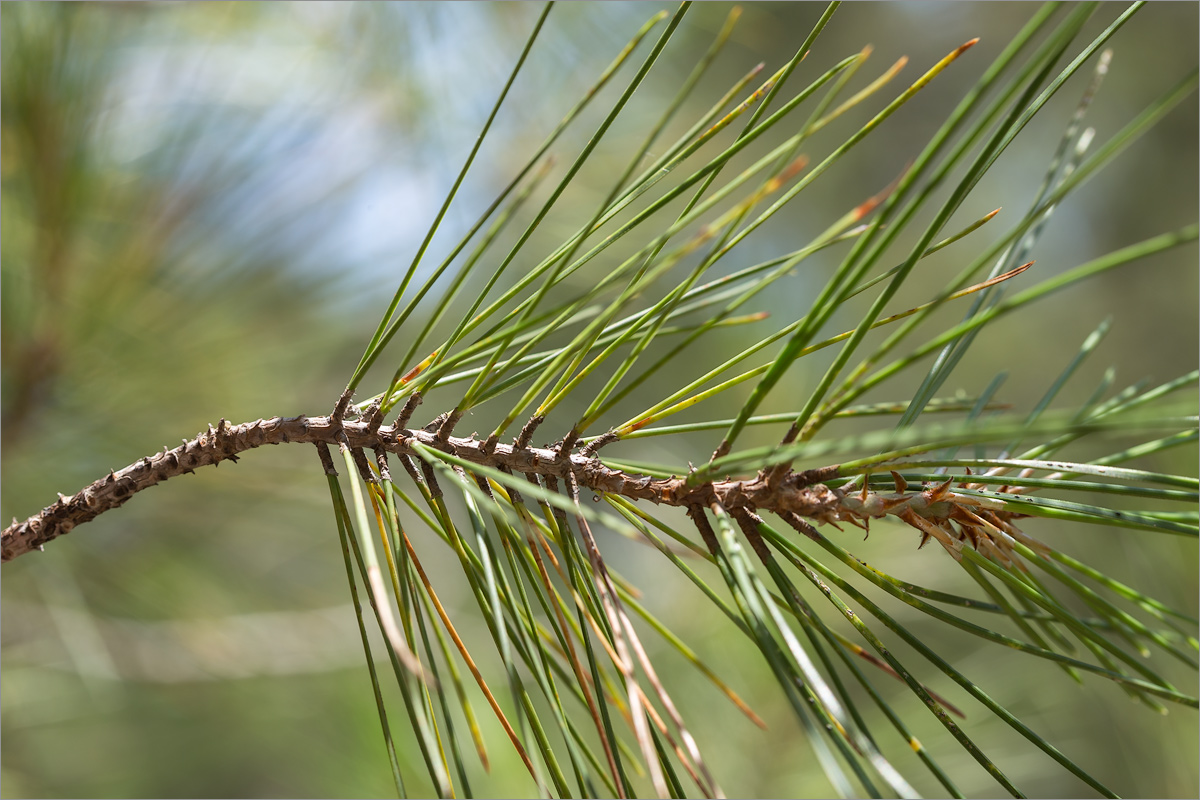 Image of Pinus brutia specimen.