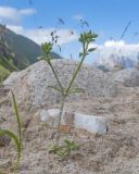 семейство Caryophyllaceae. Цветущее растение. Кабардино-Балкария, Черекский р-н, окр. с/п Верхняя Балкария, долина реки Псыгансу, ≈ 2400 м н.у.м., покрытое мелким песчаным субстратом ледниковое поле. 30.07.2024.