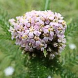 род Achillea. Соцветие. Хабаровский край, окр. г. Комсомольск-на-Амуре, разнотравный луг. 25.07.2024.