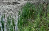 Typha latifolia. Вегетирующие и плодоносящие растения. Московская обл., Волоколамский гор. округ, дол. р. Каменка, запруда у бобровой плотины, в воде у берега. 17.08.2024.